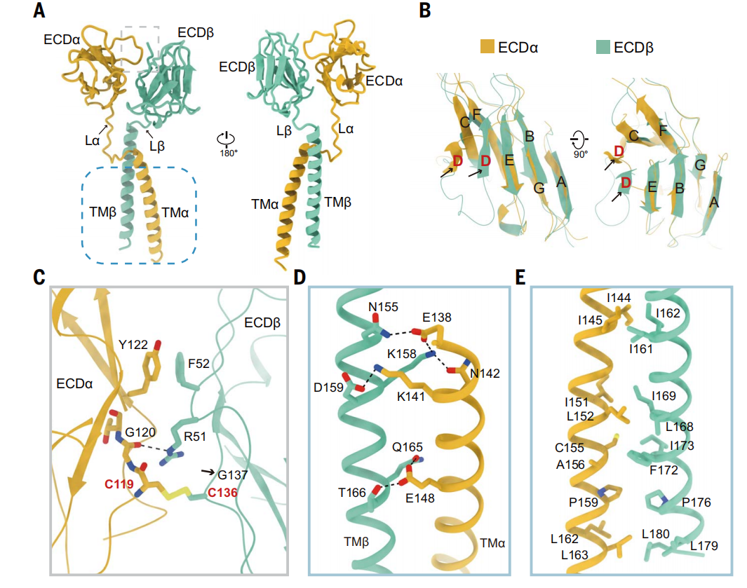 CD79 is a therapeutic target for B-cell lymphoma
